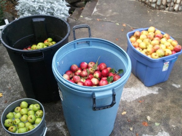 Thanks to CJ and Matt we had a plethora of apples from neighbors and parks.