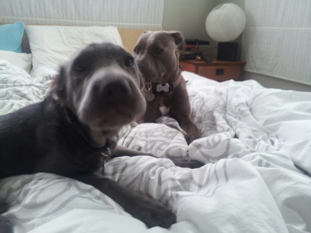 WelcomeHomeDogs