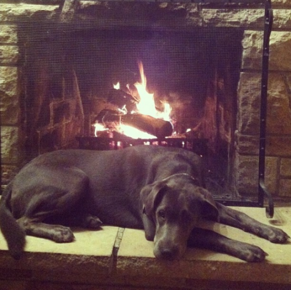 dog by fire